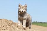 CHIEN FINNOIS DE LAPONIE 557